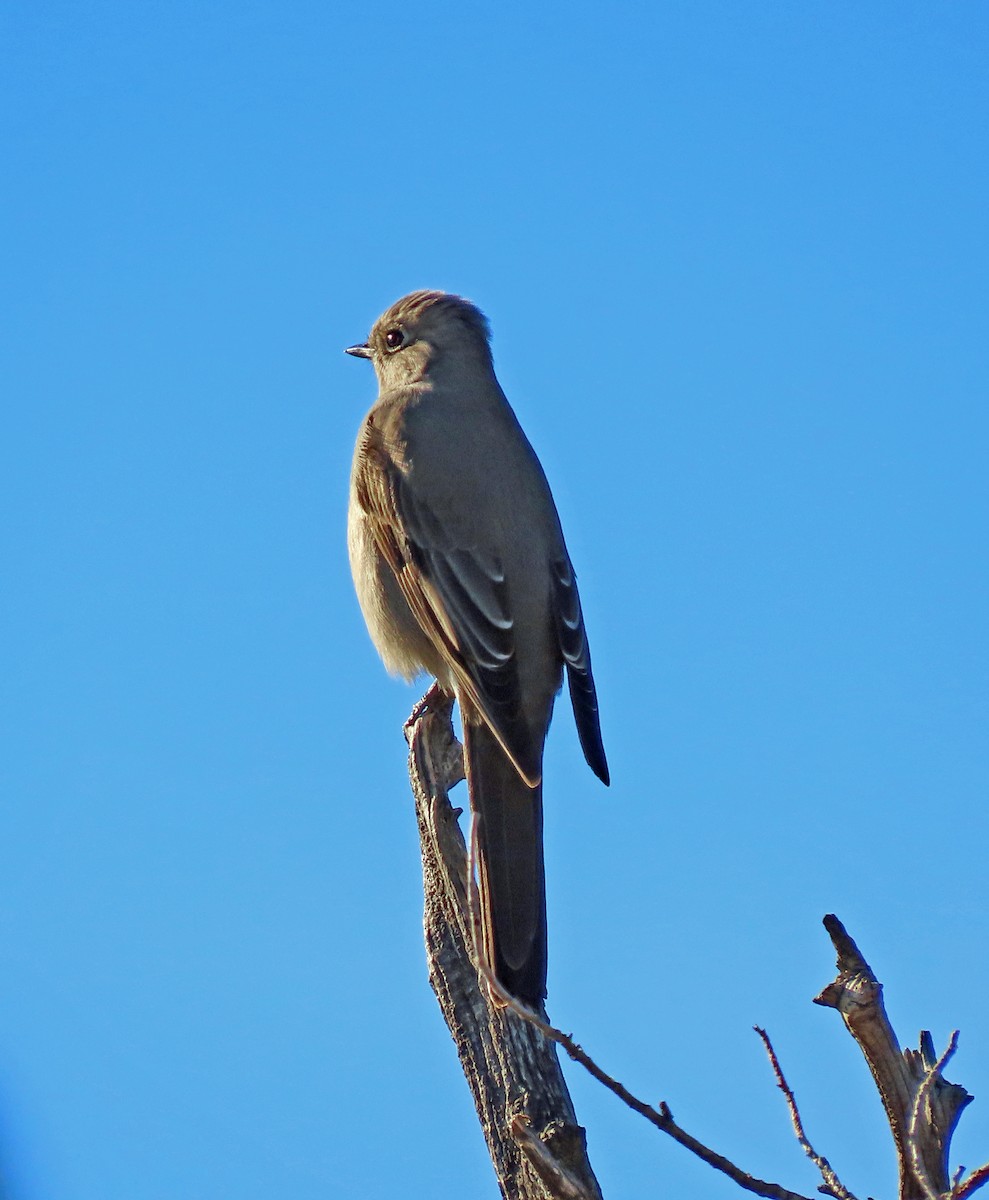 Townsend's Solitaire - ML612458525