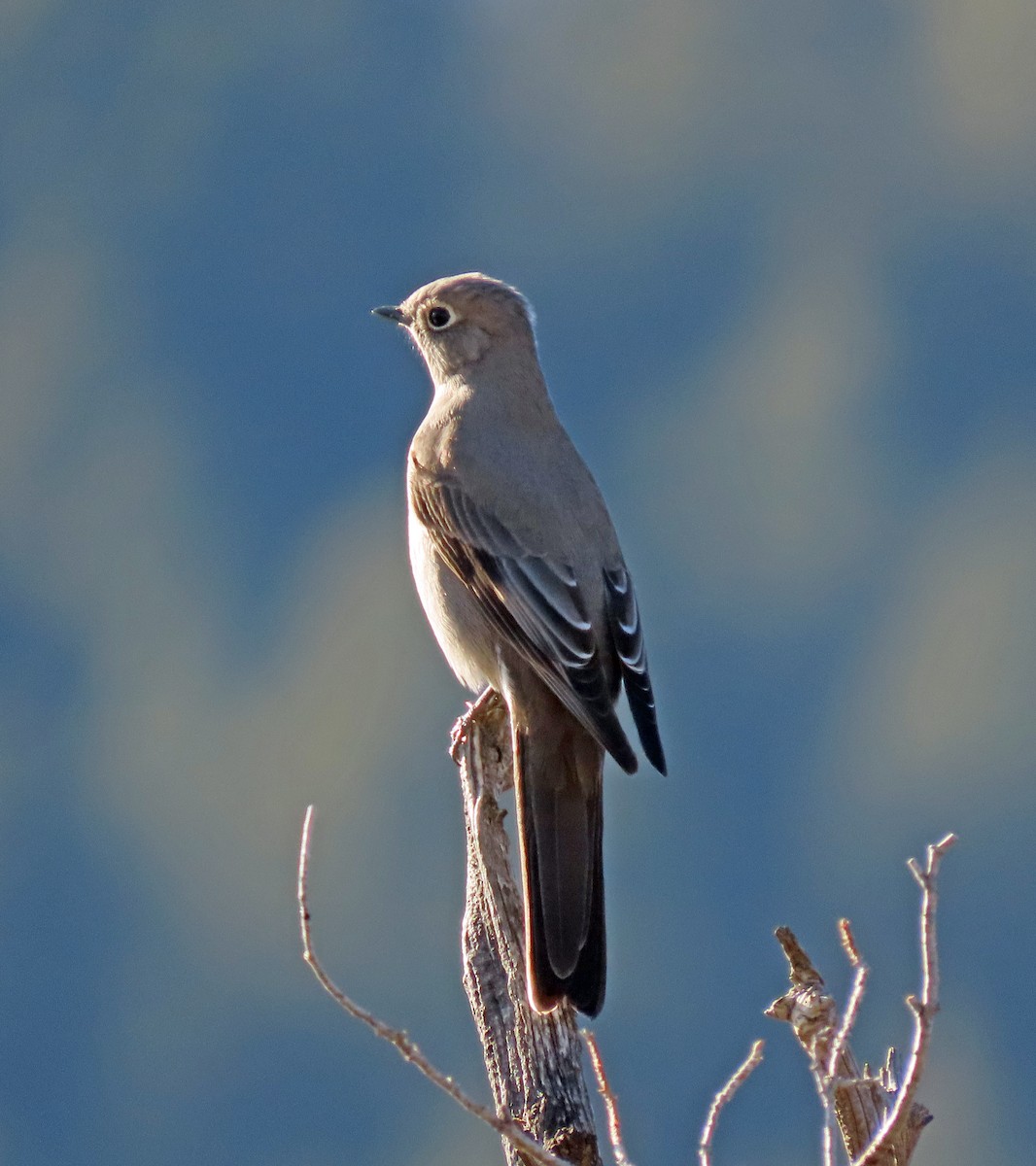 Townsend's Solitaire - ML612458527