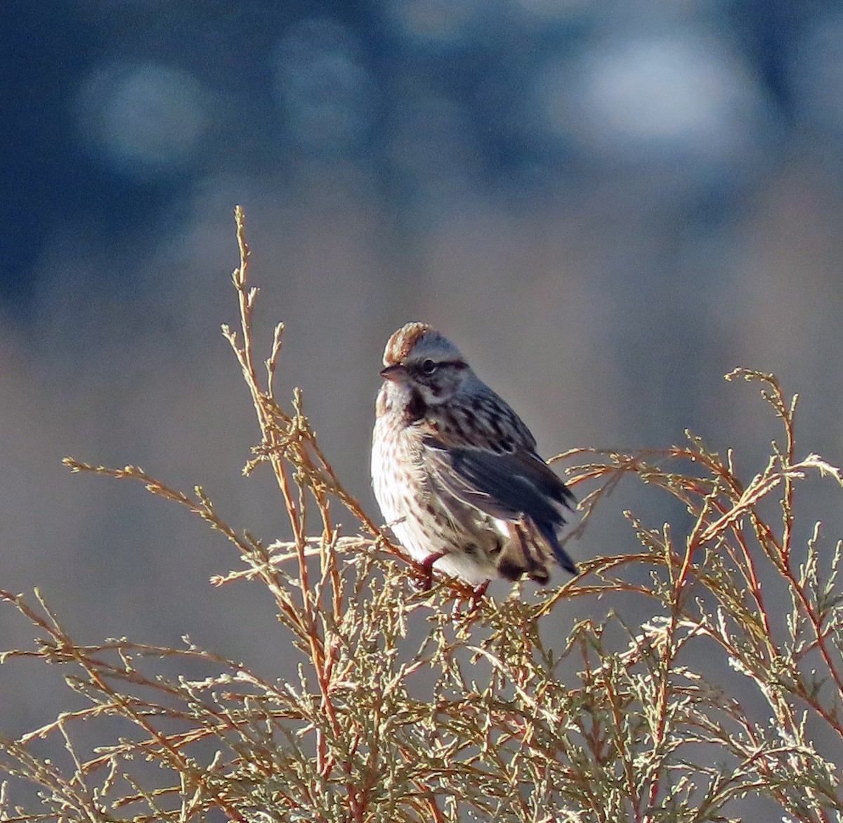 Song Sparrow - ML612458544