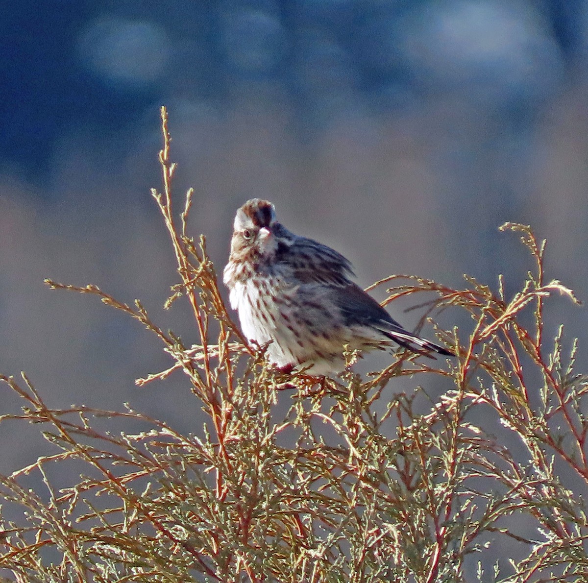 Song Sparrow - ML612458545