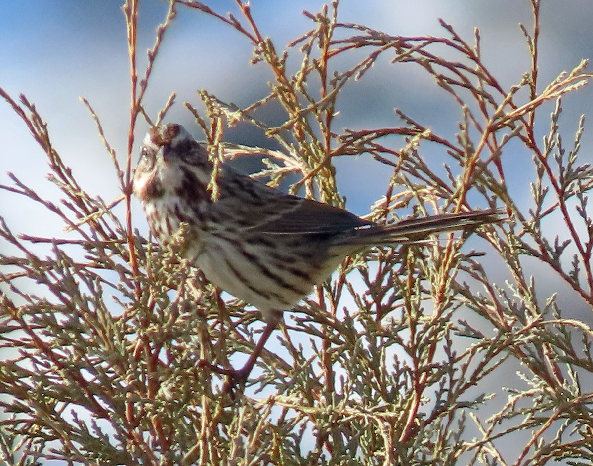 Song Sparrow - ML612458546