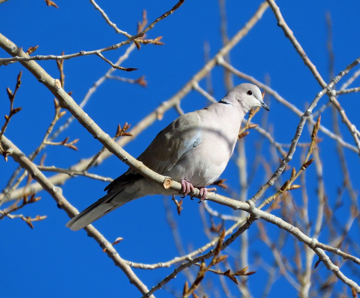 Eurasian Collared-Dove - ML612458578