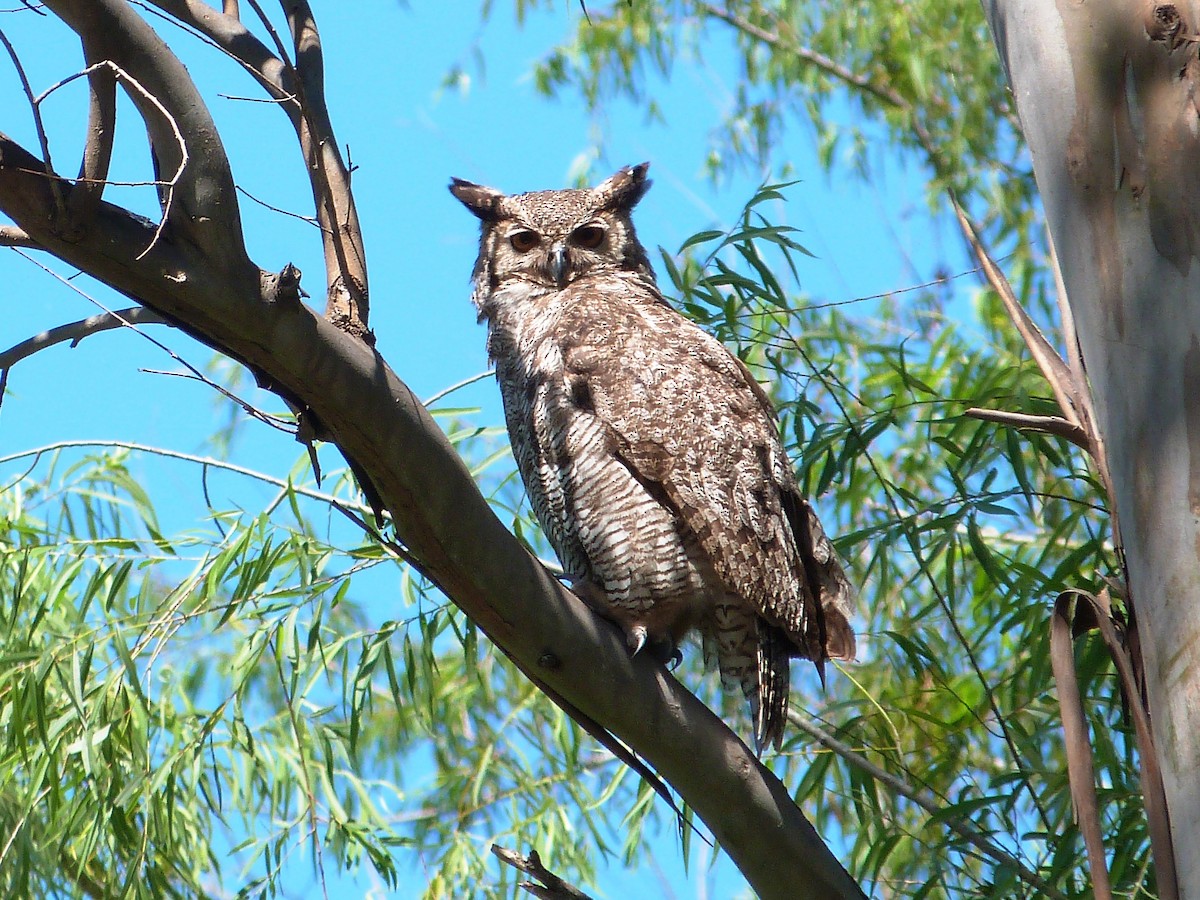 Great Horned Owl - Juan Francisco Morgan