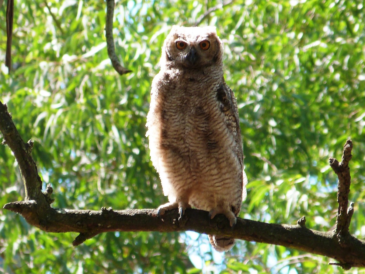 Great Horned Owl - ML612458631