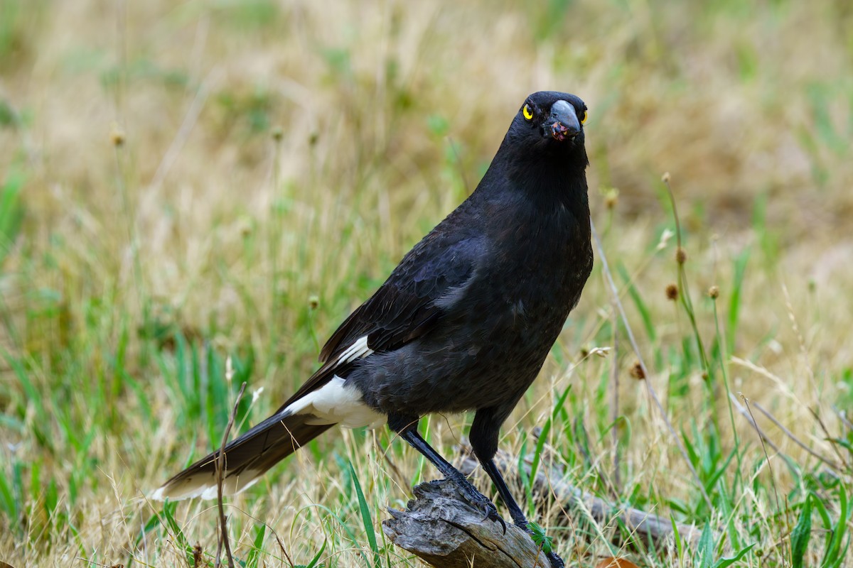 Pied Currawong - ML612458726