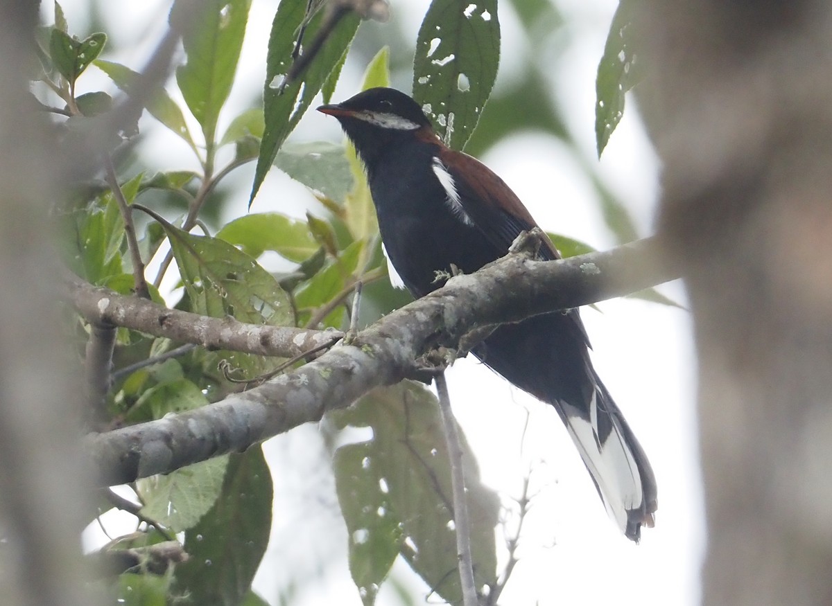 White-eared Solitaire - ML612458727