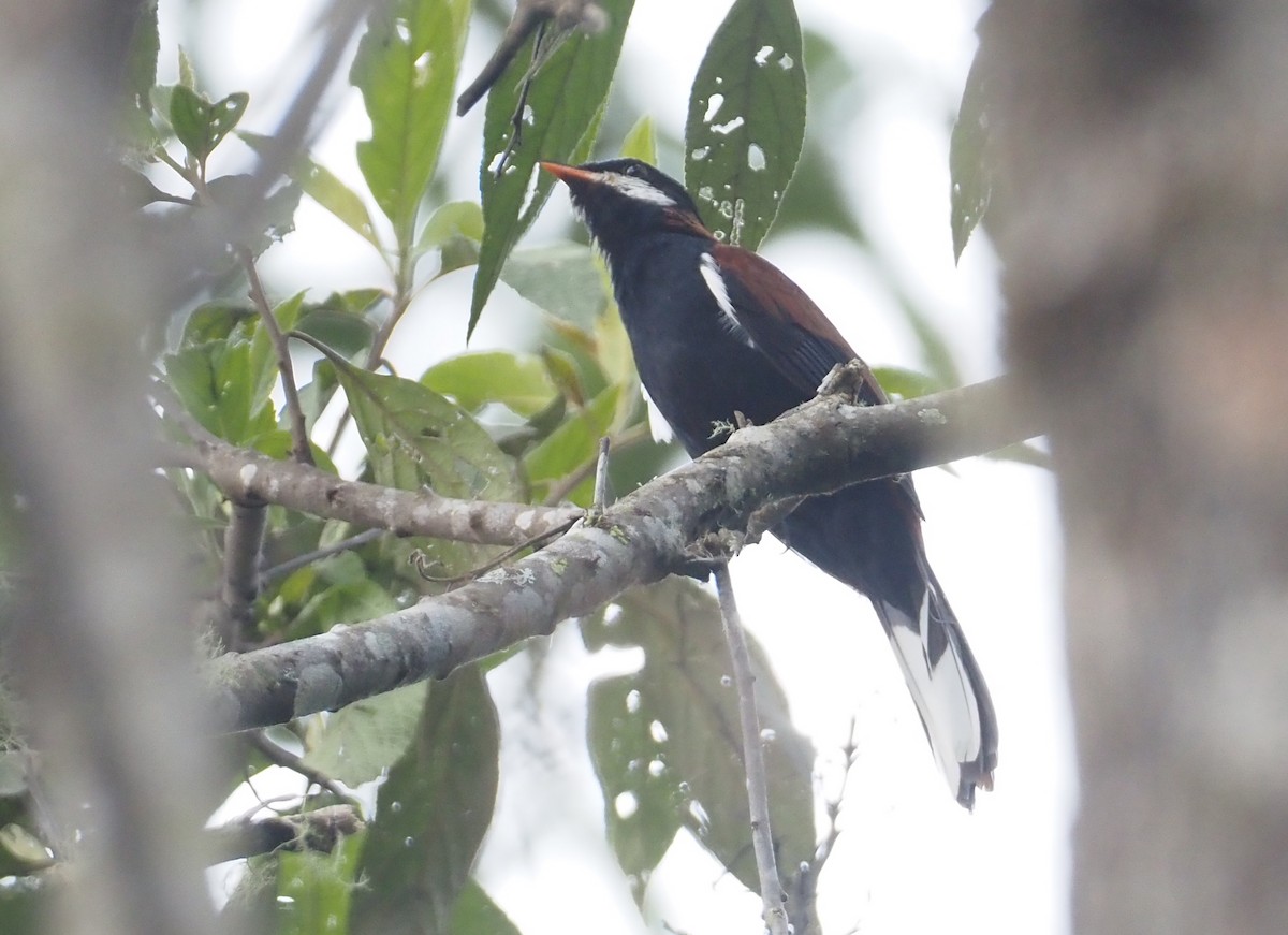 White-eared Solitaire - ML612458746