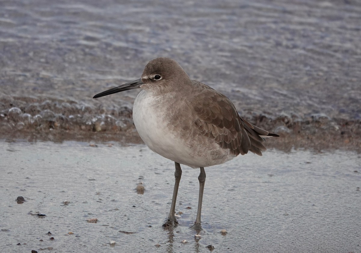 Willet - ML612458867