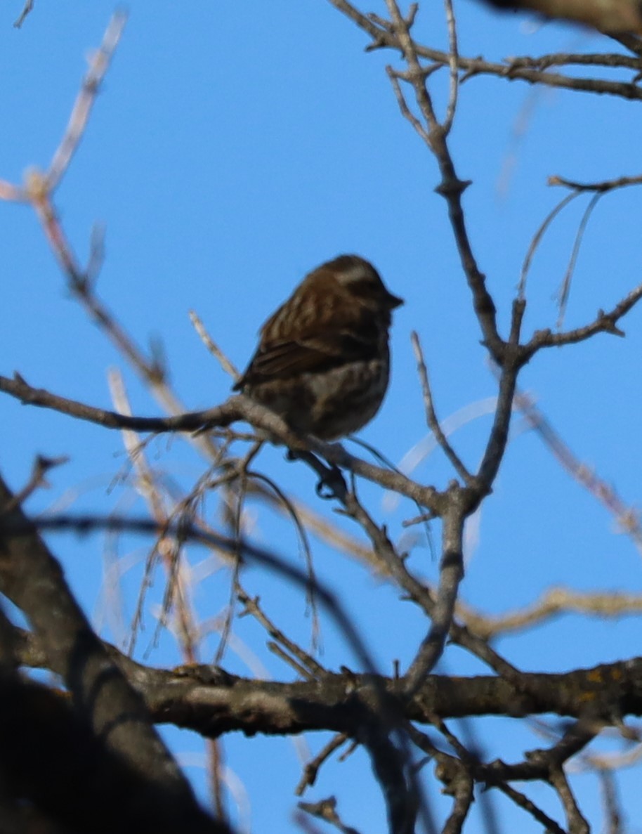 Purple Finch - ML612458919