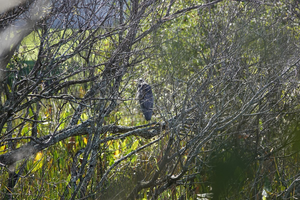 Great Blue Heron - ML612459002