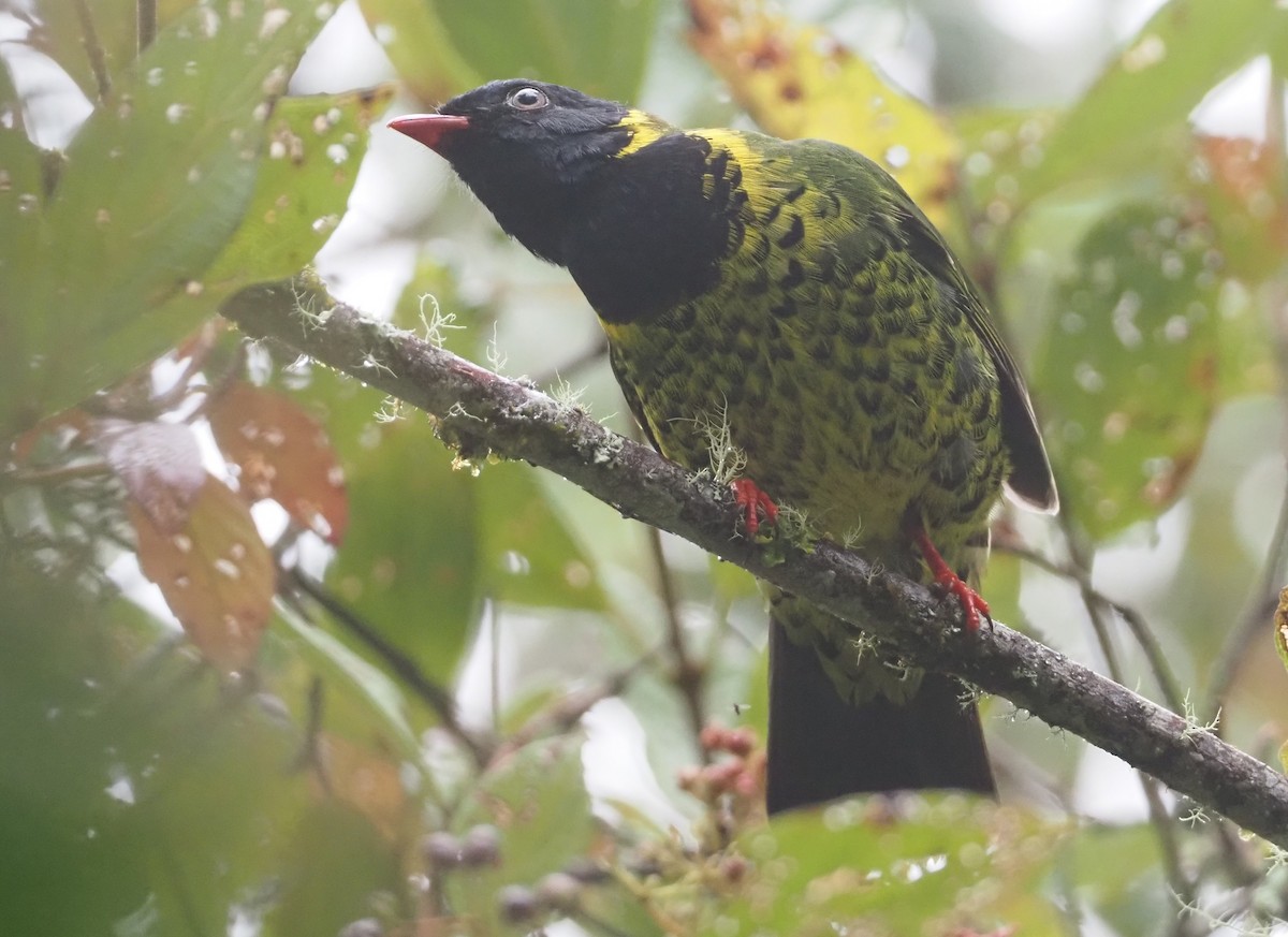 Cotinga à queue rayée - ML612459018