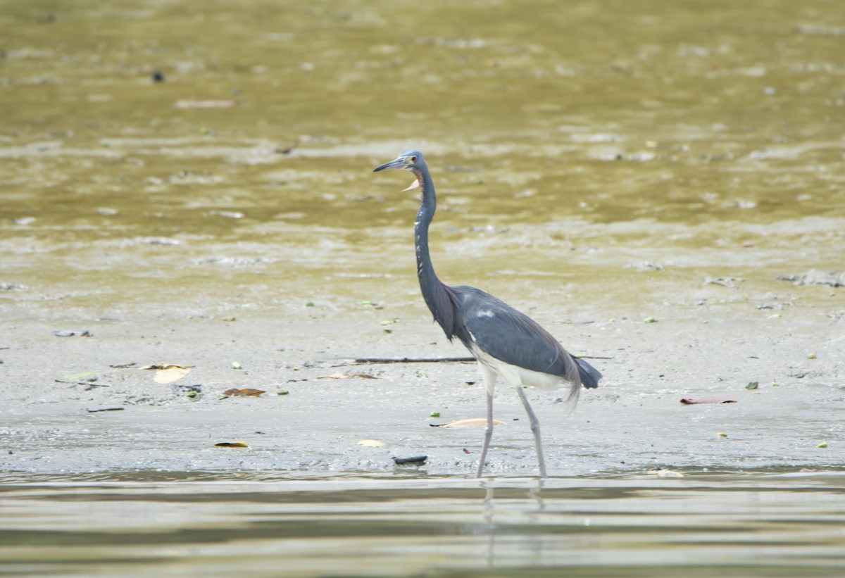 Tricolored Heron - ML612459030