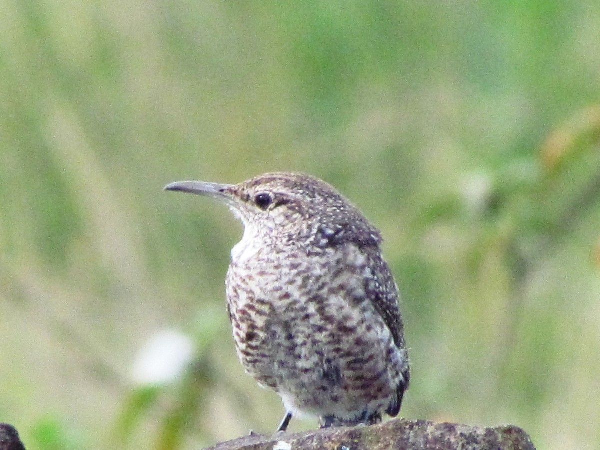 steinursmett - ML612459060