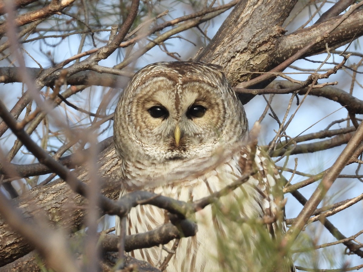 Barred Owl - ML612459152