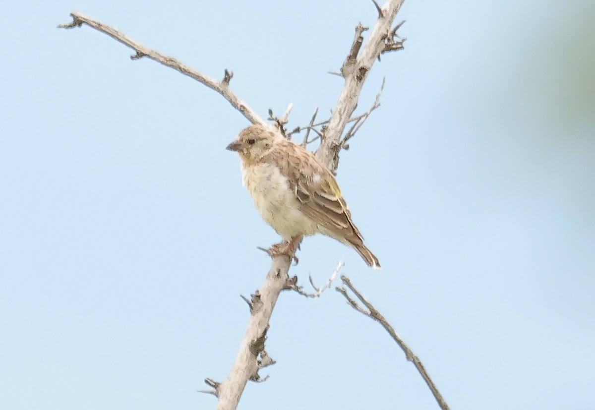 Serin à gorge noire - ML612459181