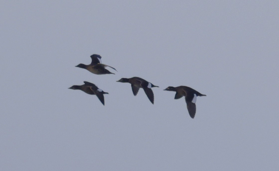 White-winged Scoter - ML612459202