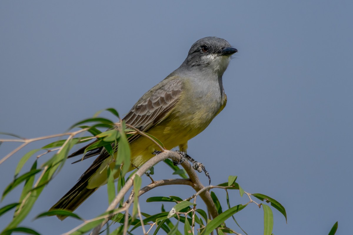 Cassin's Kingbird - ML612459214