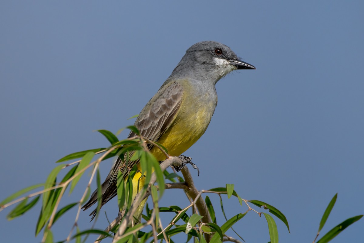 Cassin's Kingbird - ML612459215