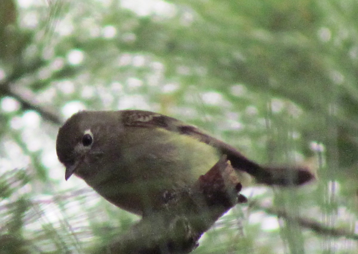 Hammond's Flycatcher - ML612459317