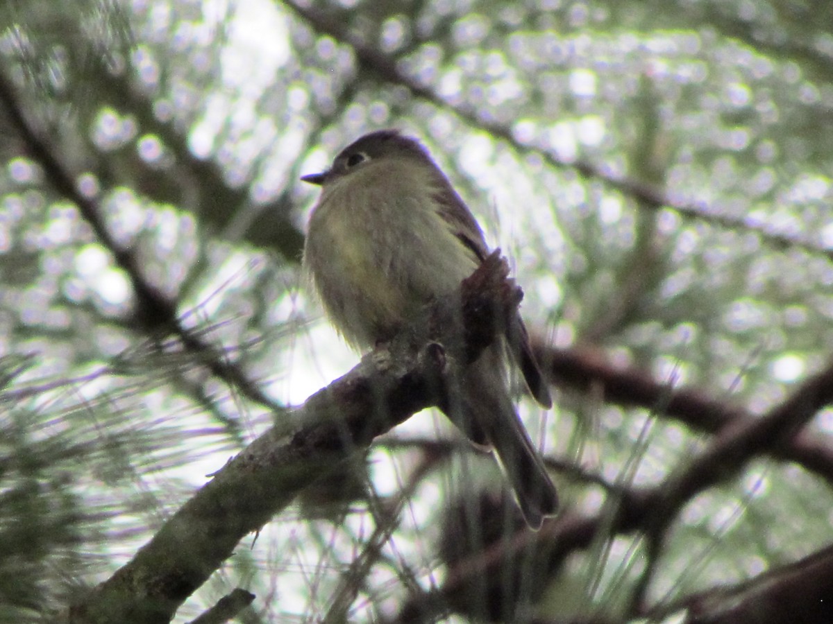 Hammond's Flycatcher - Chico Muñoz