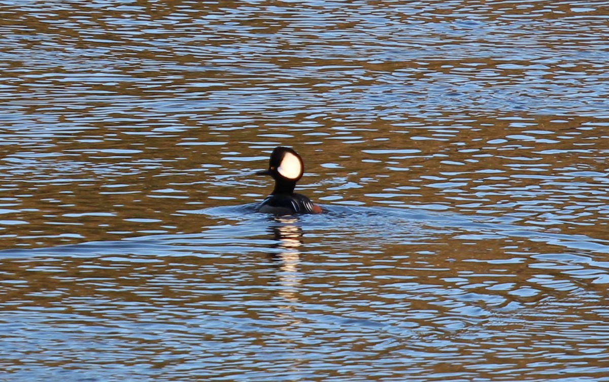 Hooded Merganser - ML612459329