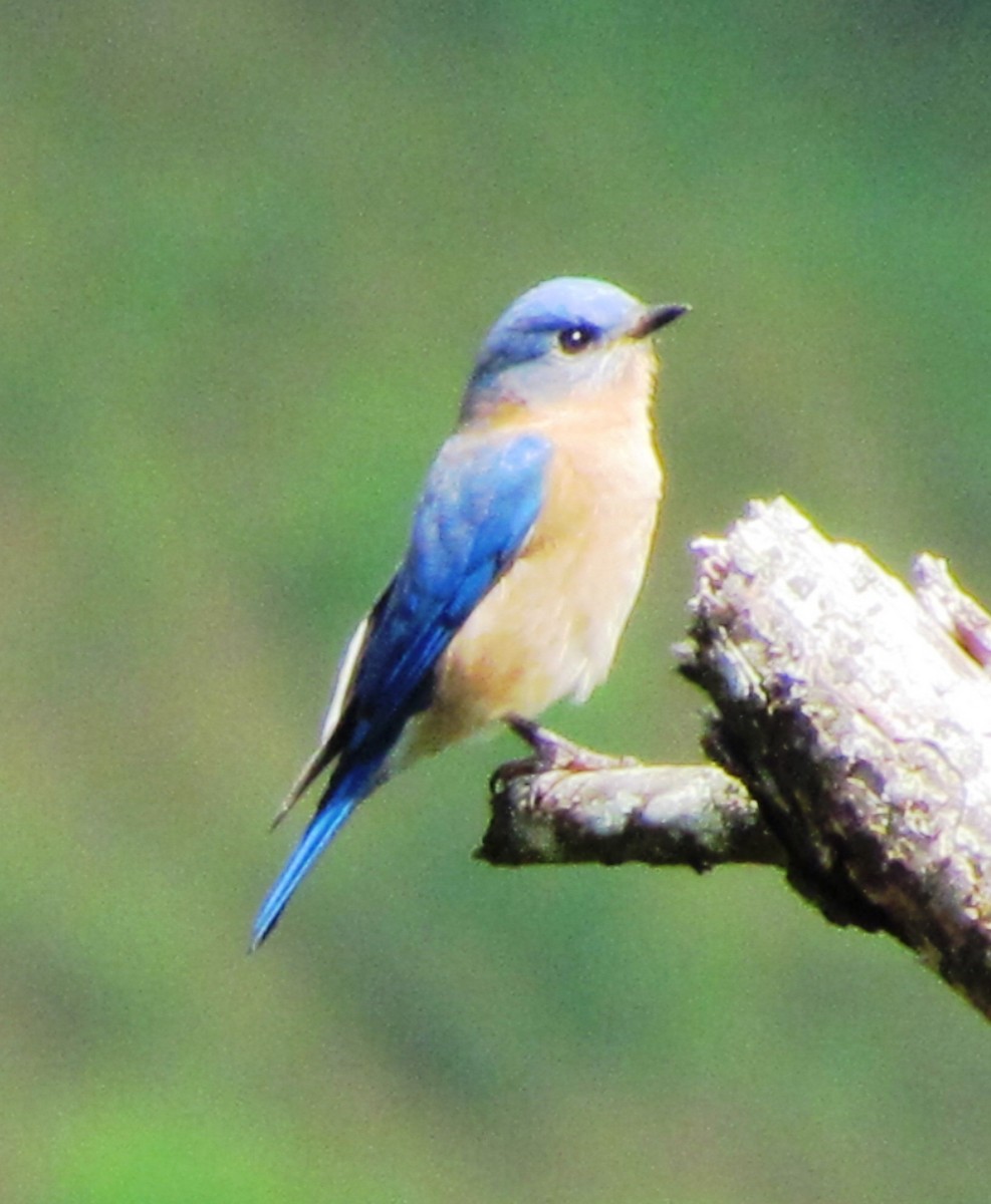 Eastern Bluebird - ML612459351