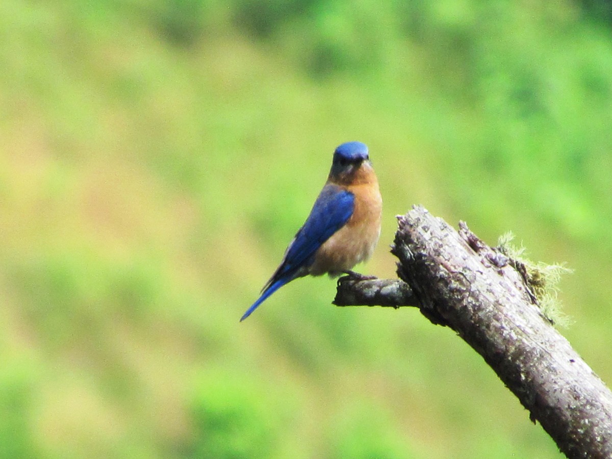 Eastern Bluebird - ML612459357