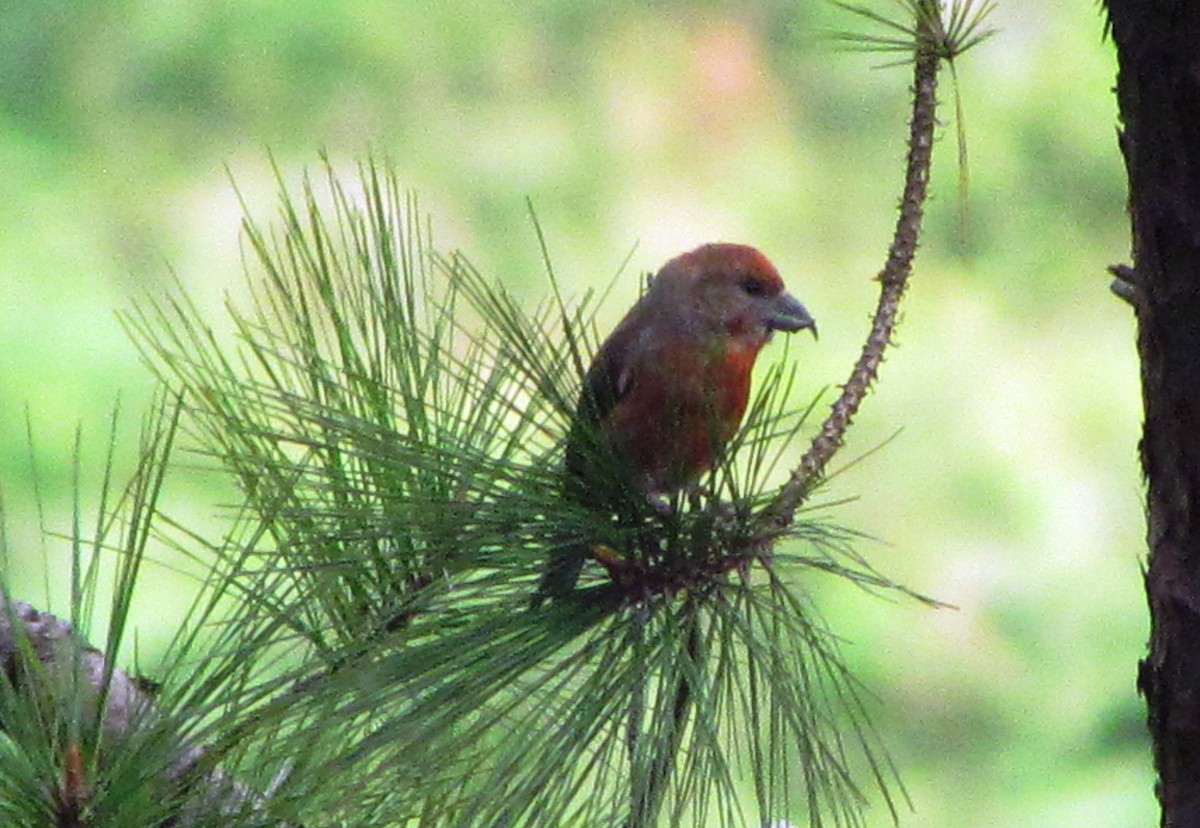 Red Crossbill - Chico Muñoz