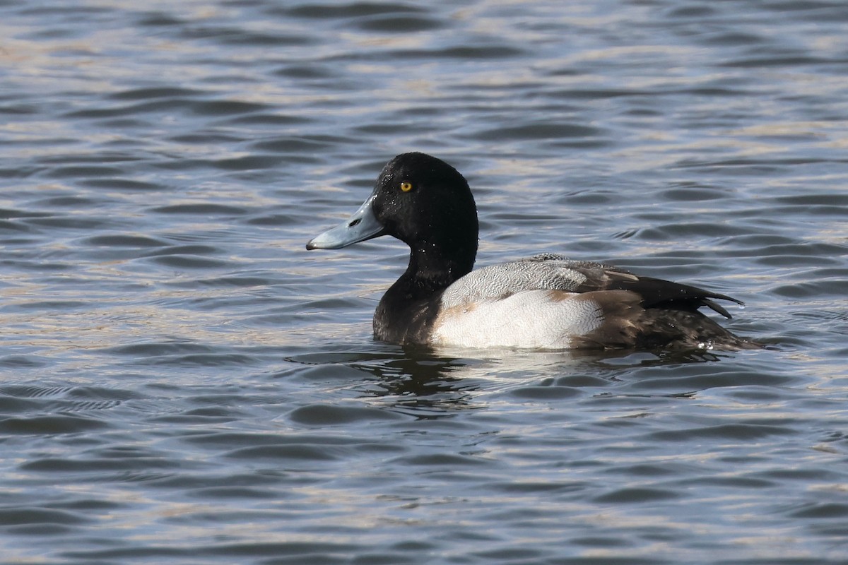 Greater Scaup - ML612459431