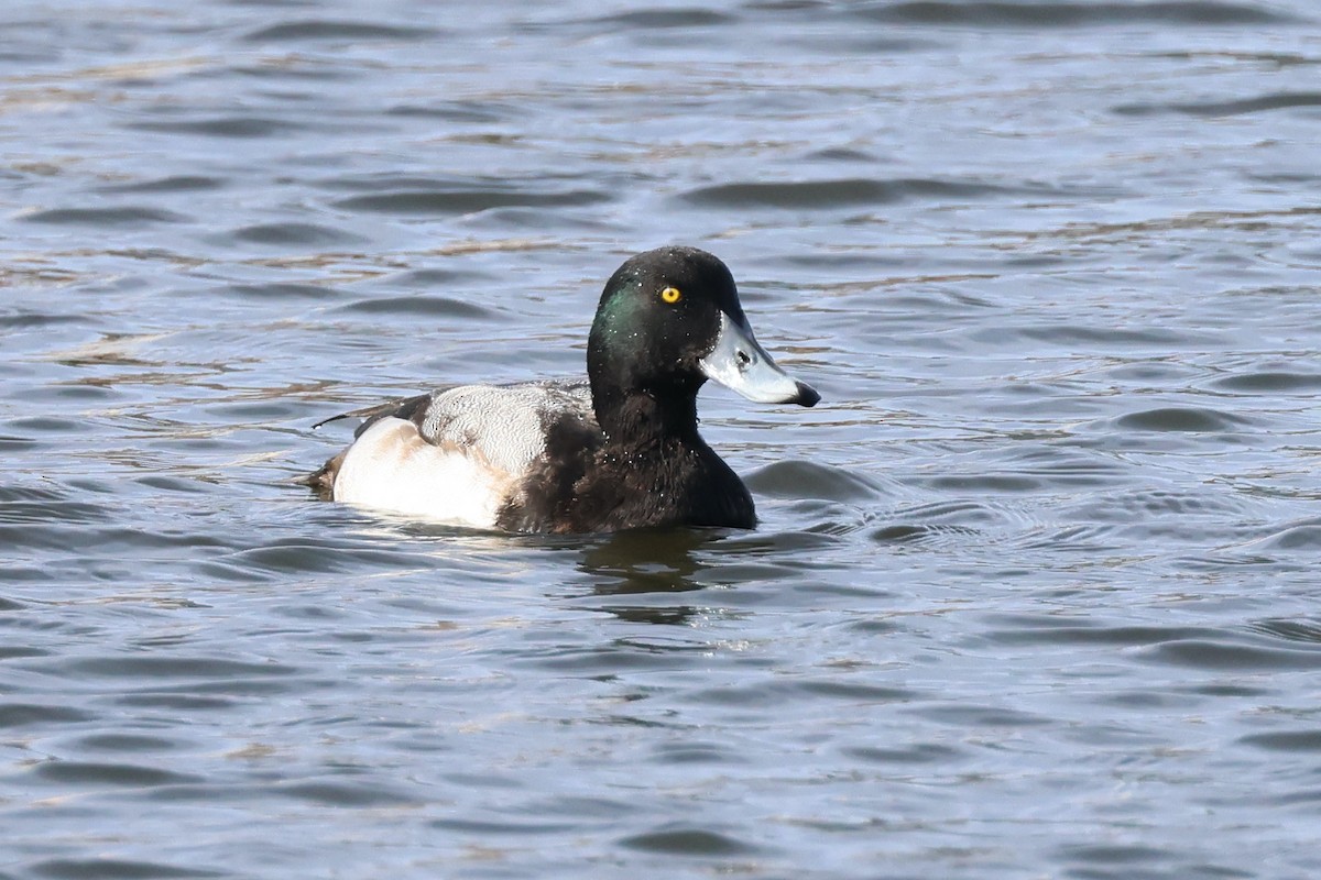 Greater Scaup - ML612459436
