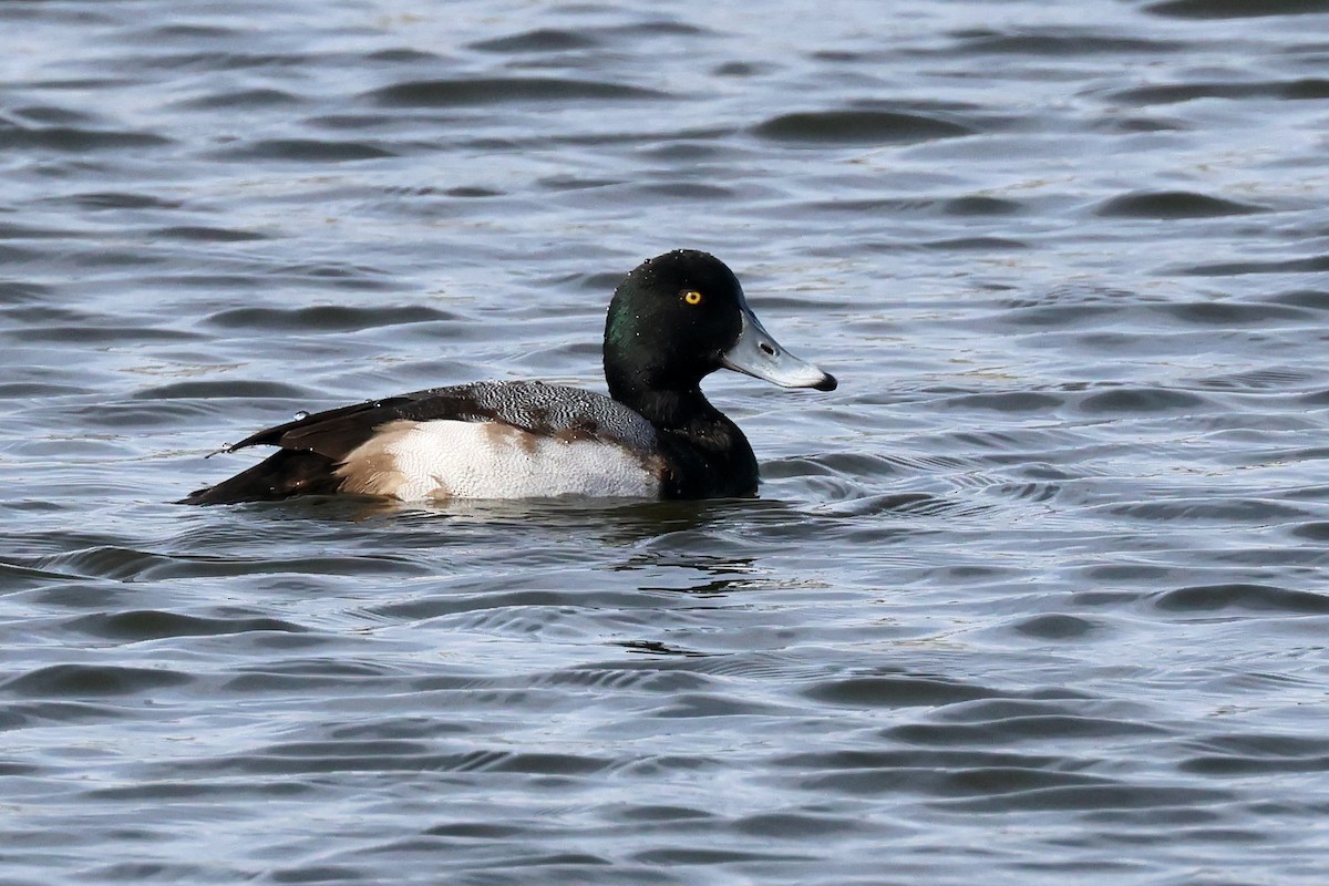 Greater Scaup - ML612459439