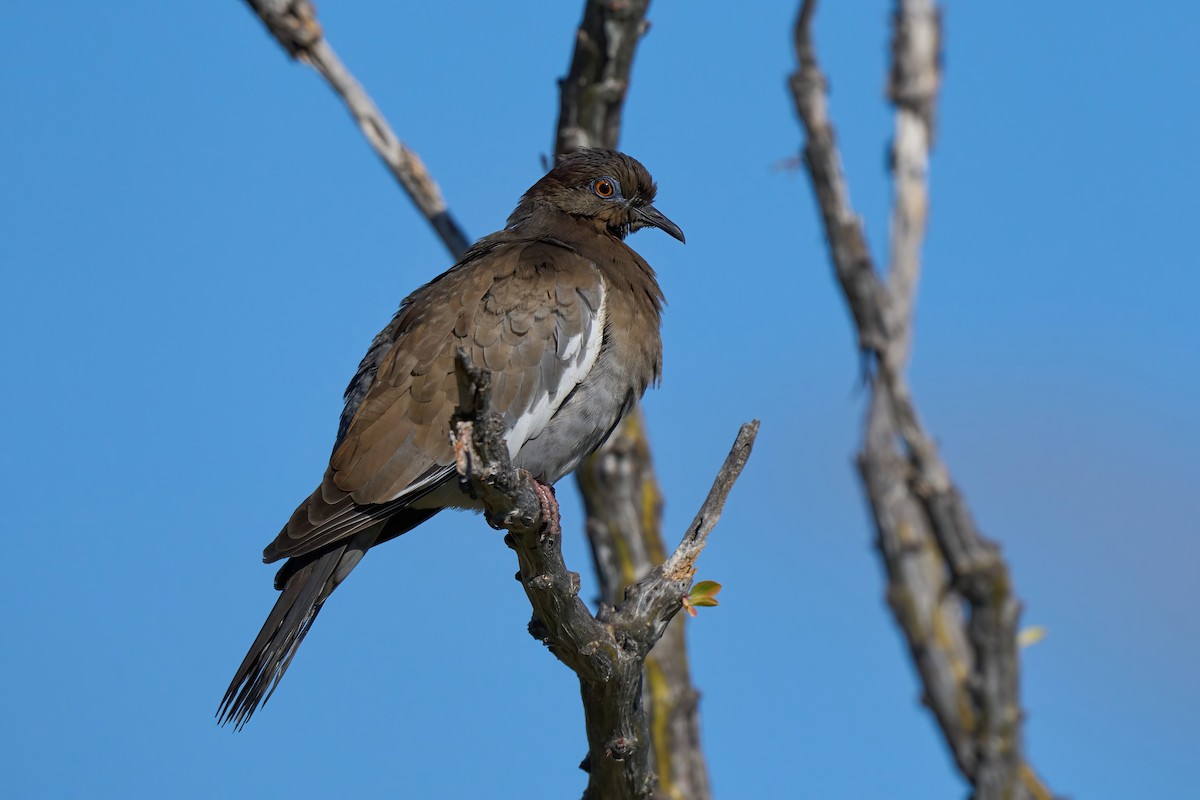 White-winged Dove - ML612459465