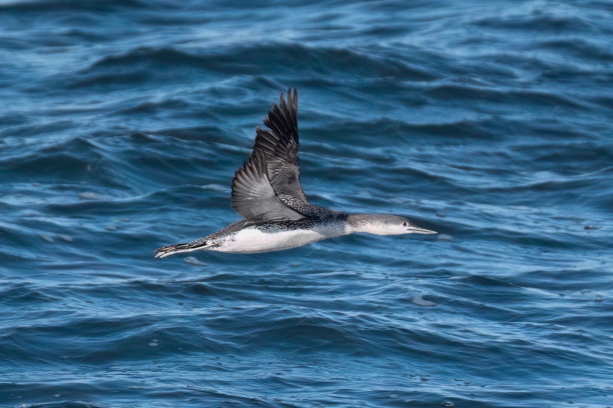 Red-throated Loon - ML612459471