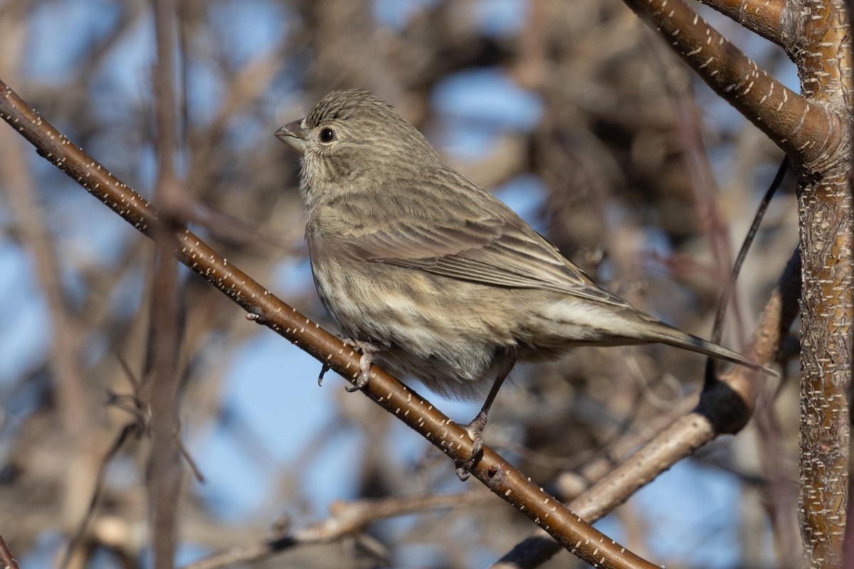 House Finch - ML612459557