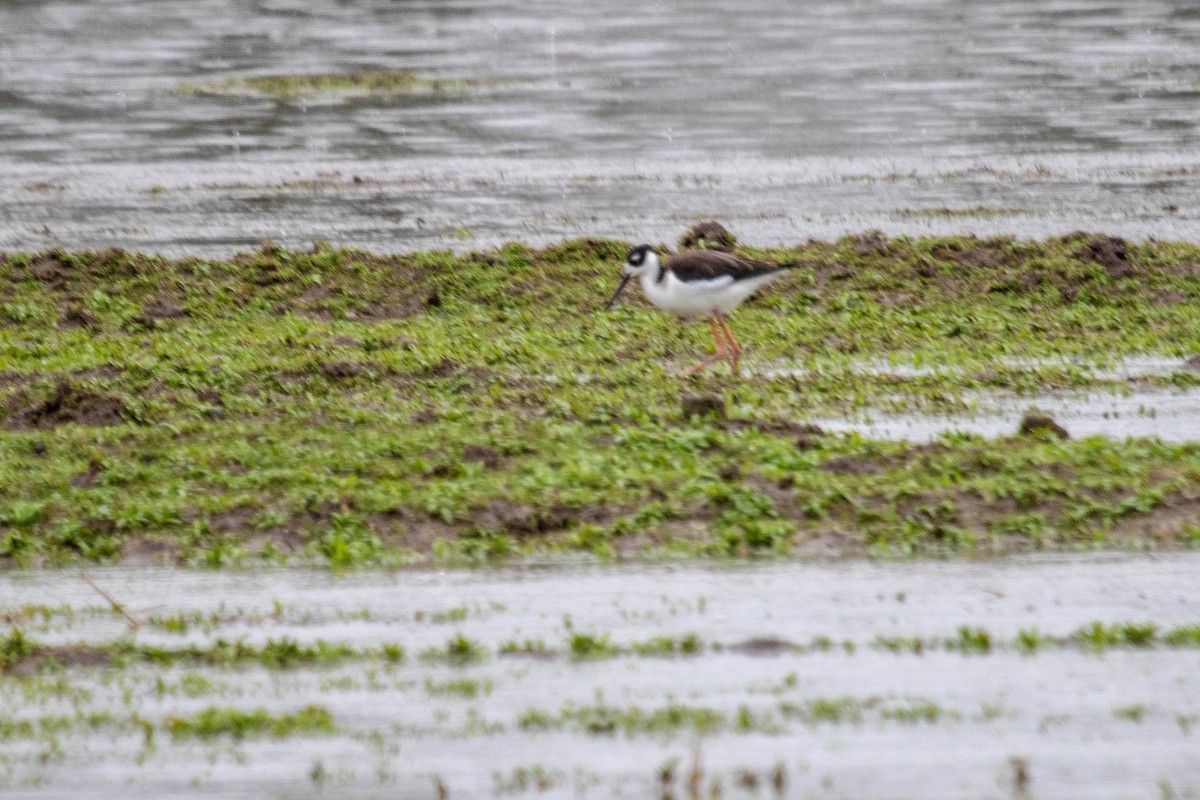 Black-necked Stilt - ML612459622