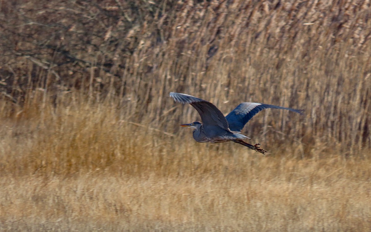 Great Blue Heron - ML612459634