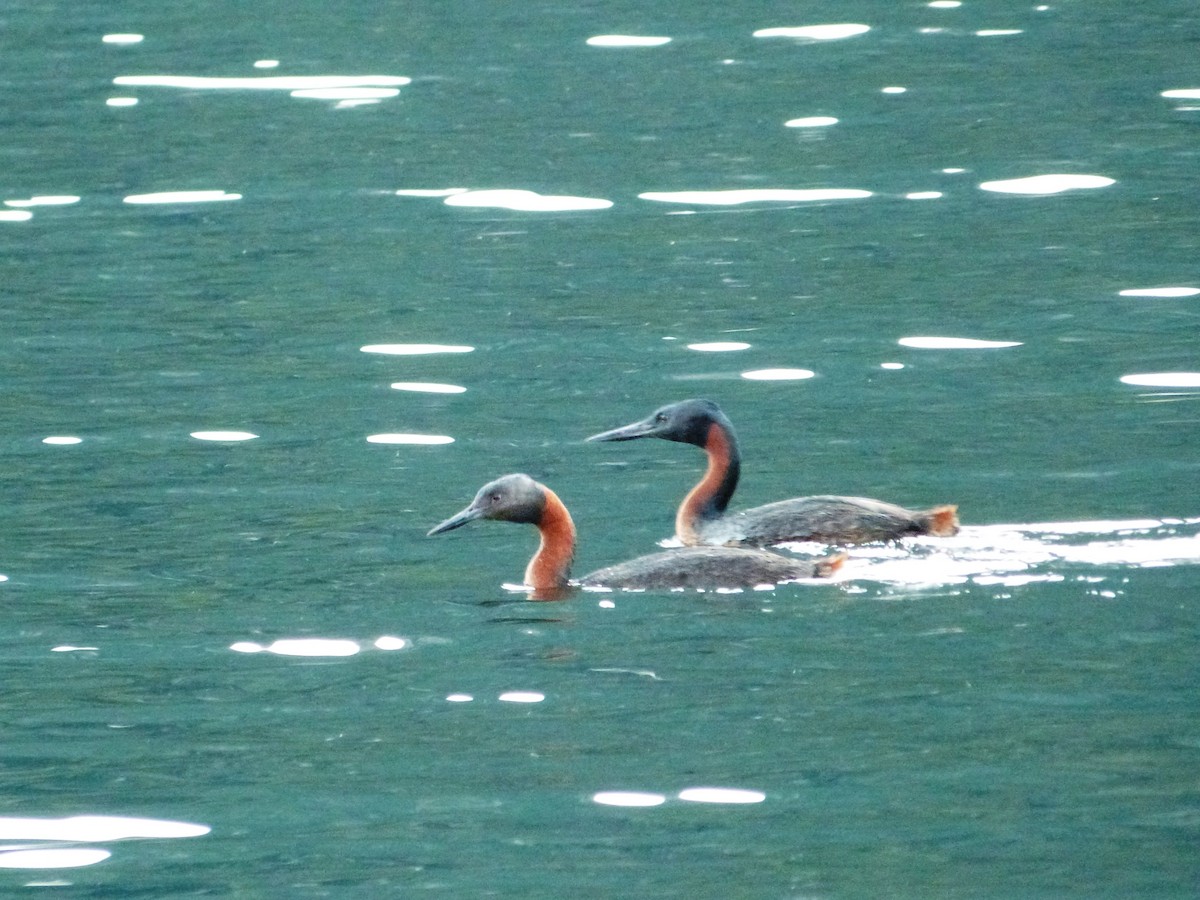 Great Grebe - Juan Francisco Morgan