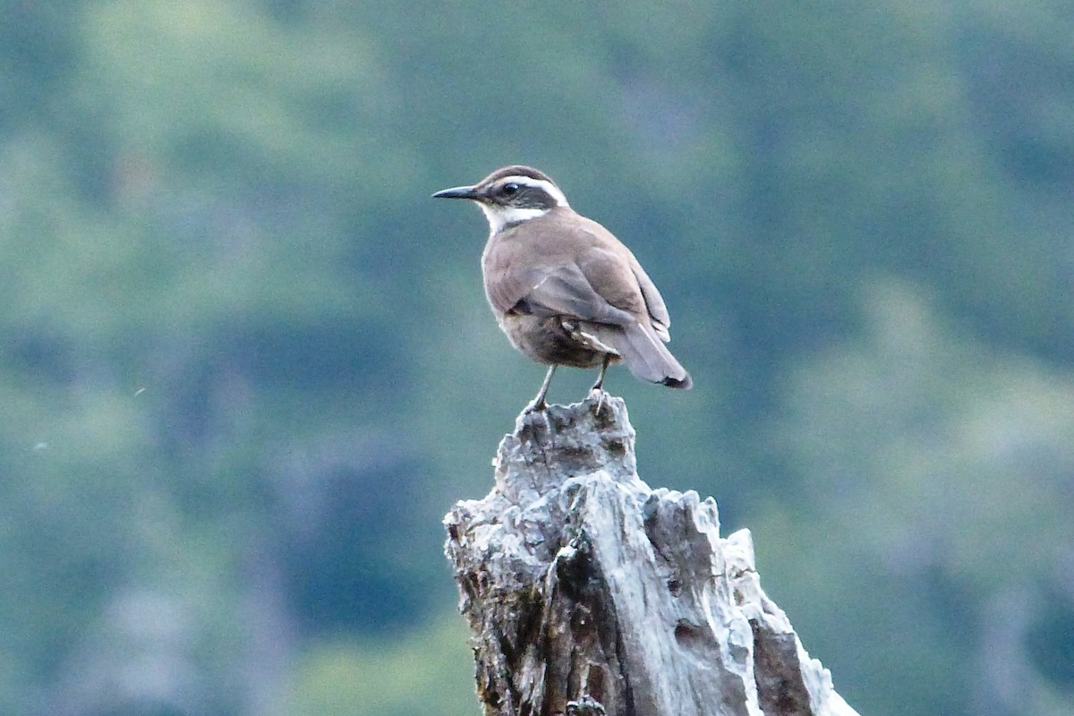 Dark-bellied Cinclodes - Juan Francisco Morgan