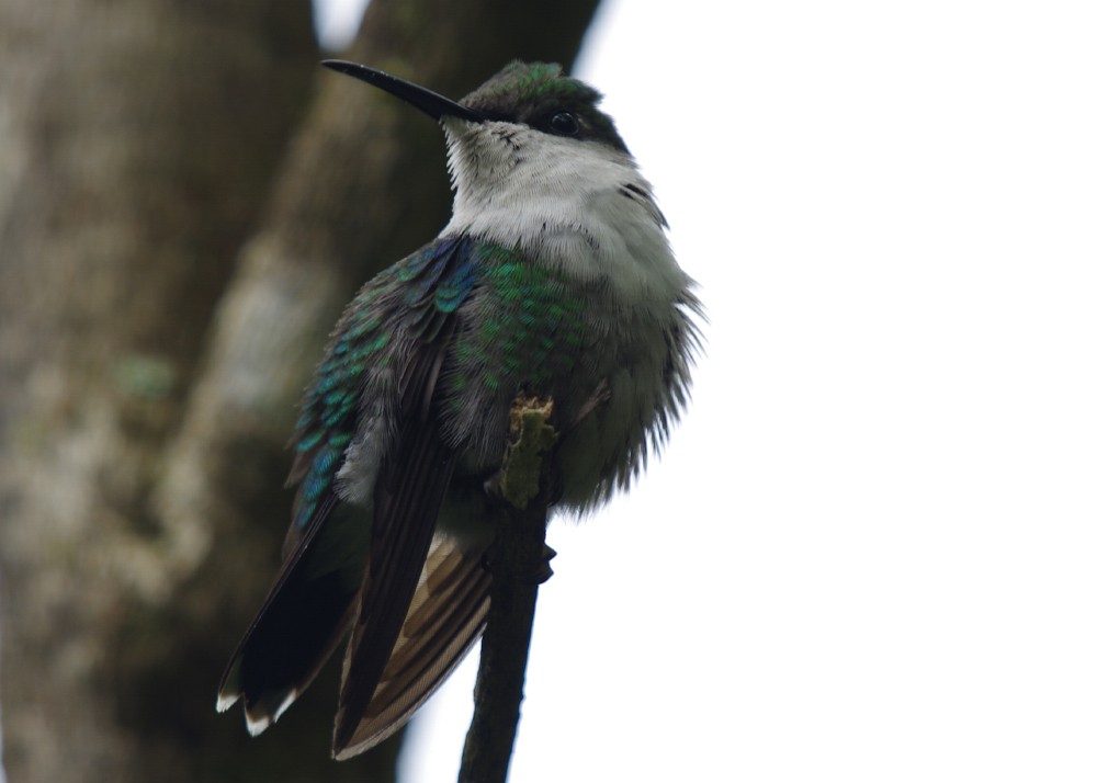 Sapphire-throated Hummingbird - ML612459672