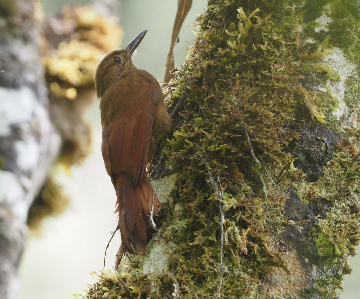 Tyrannine Woodcreeper - ML612459788