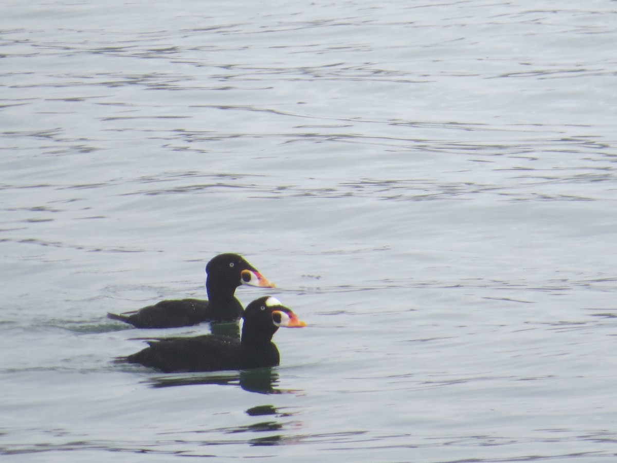 Surf Scoter - ML612459822