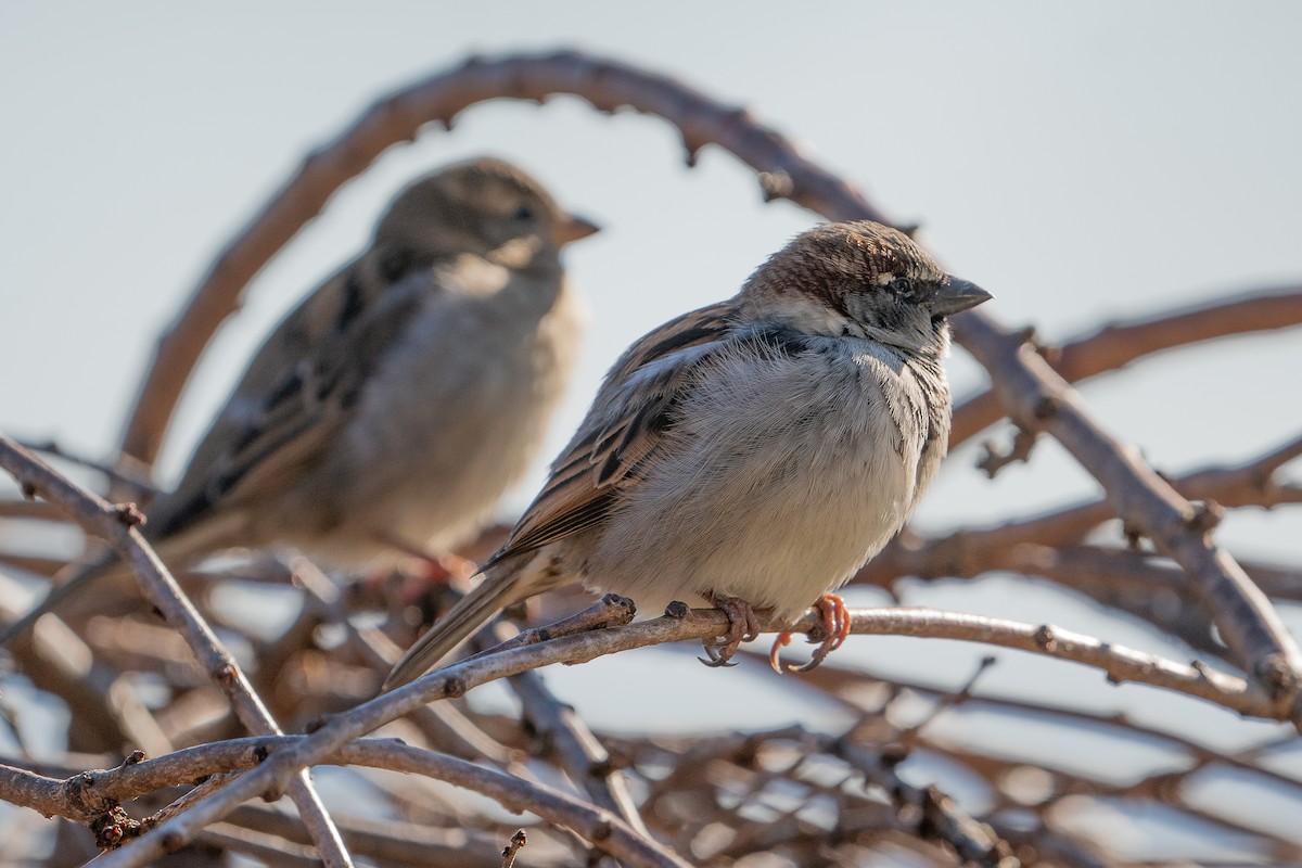 House Sparrow - ML612459890