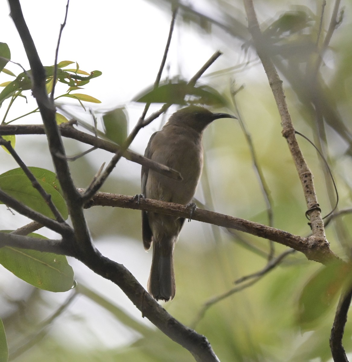 Dusky Myzomela - ML612459901