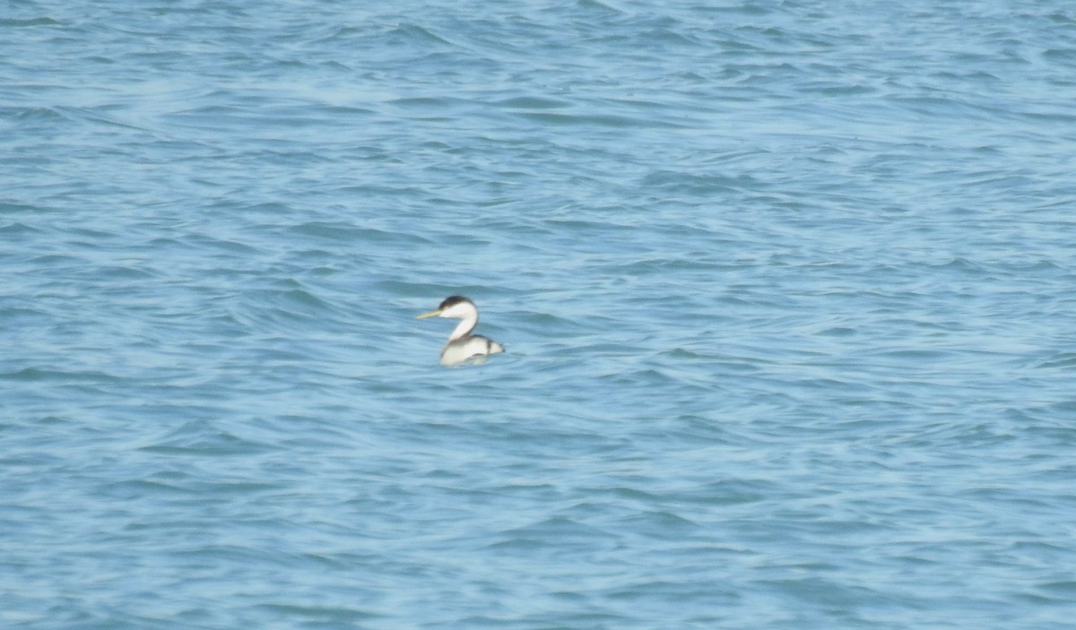 Western Grebe - ML612459928