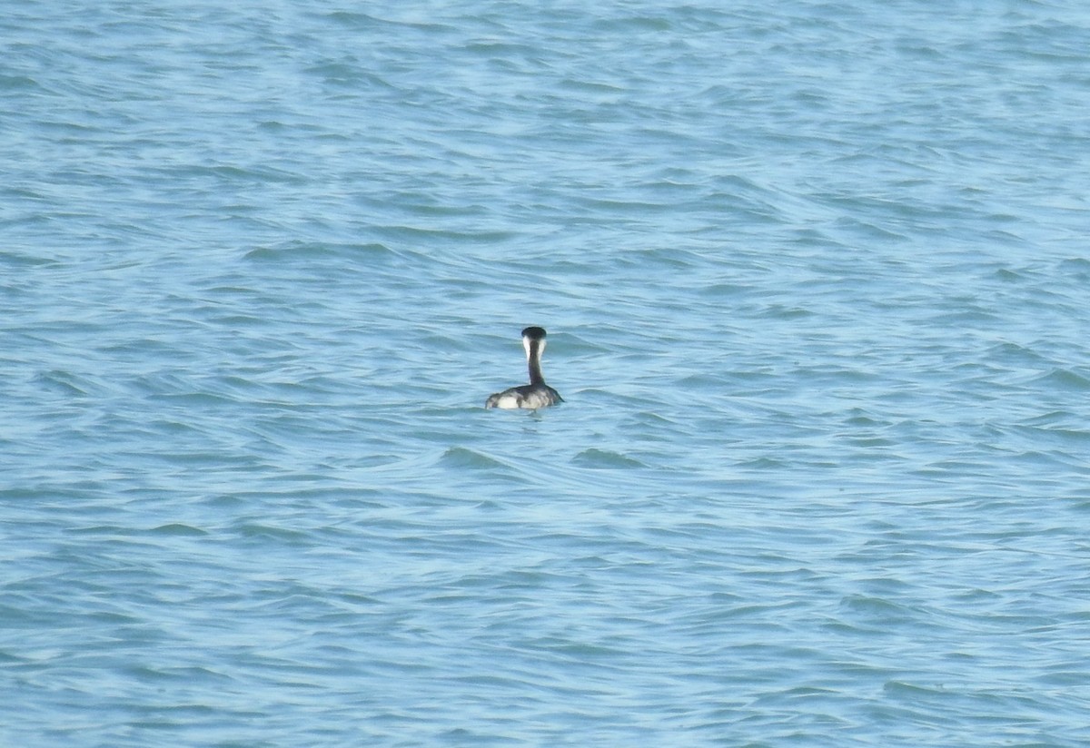 Western Grebe - ML612459933