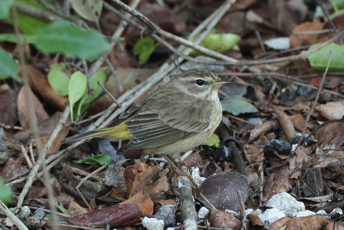 Palm Warbler (Western) - ML612460082