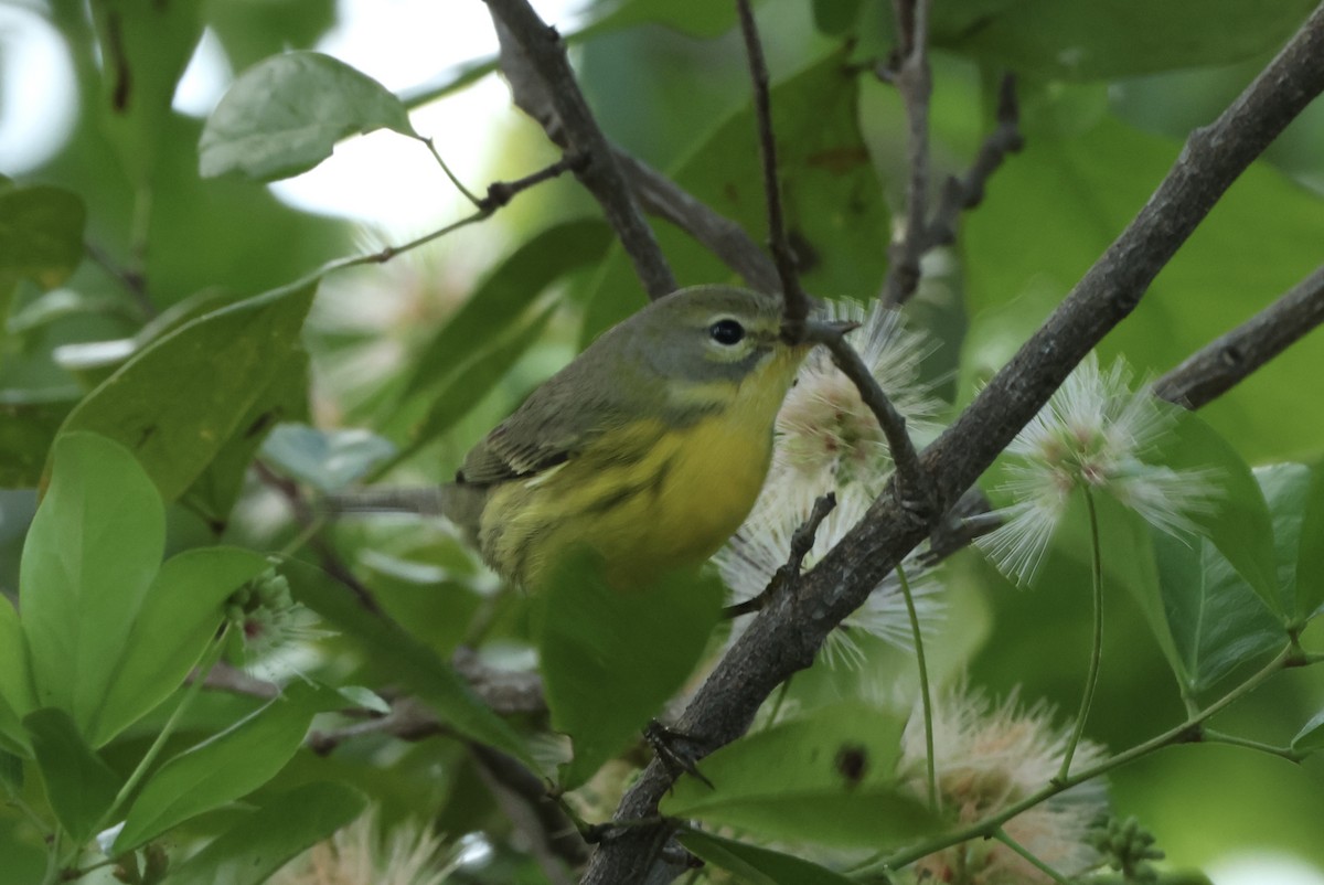 Prairie Warbler - ML612460085