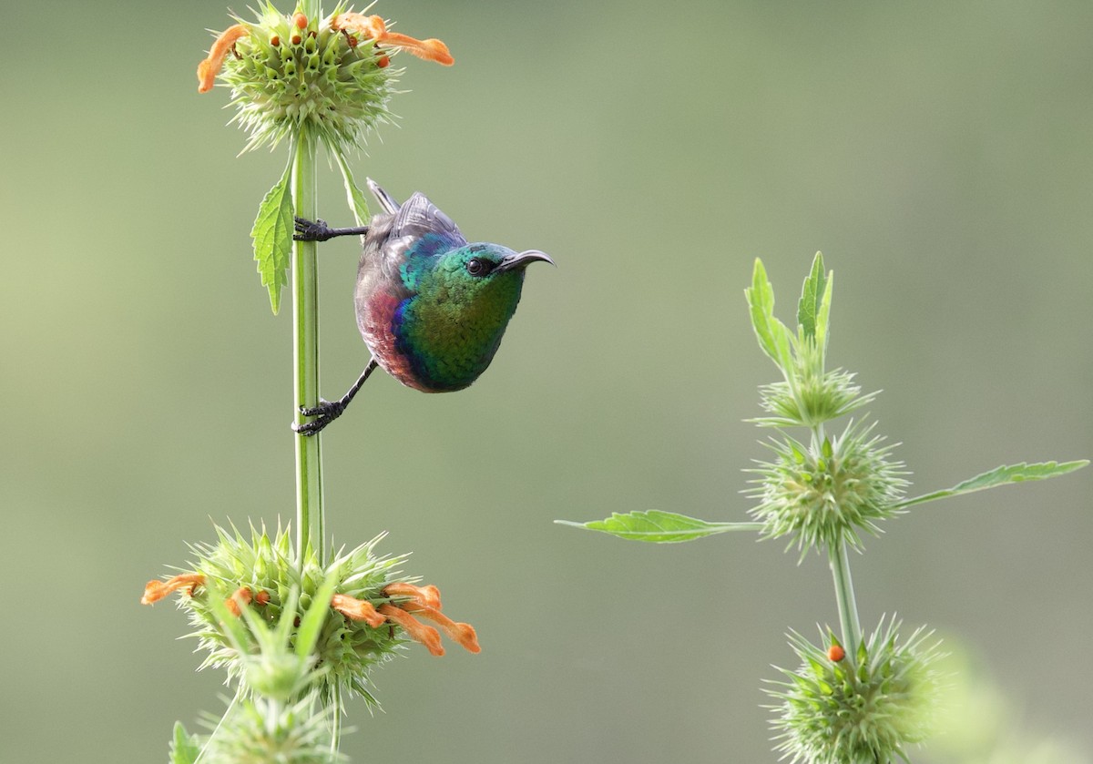 Northern Double-collared Sunbird - Sue Flecker