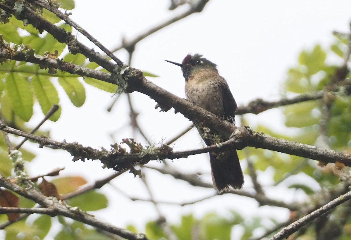 Rufous-capped Thornbill - ML612460352