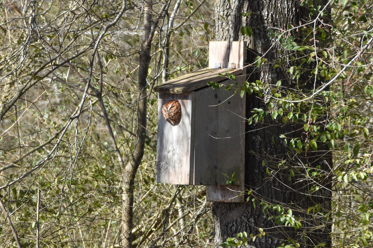 Eastern Screech-Owl - Dawn S